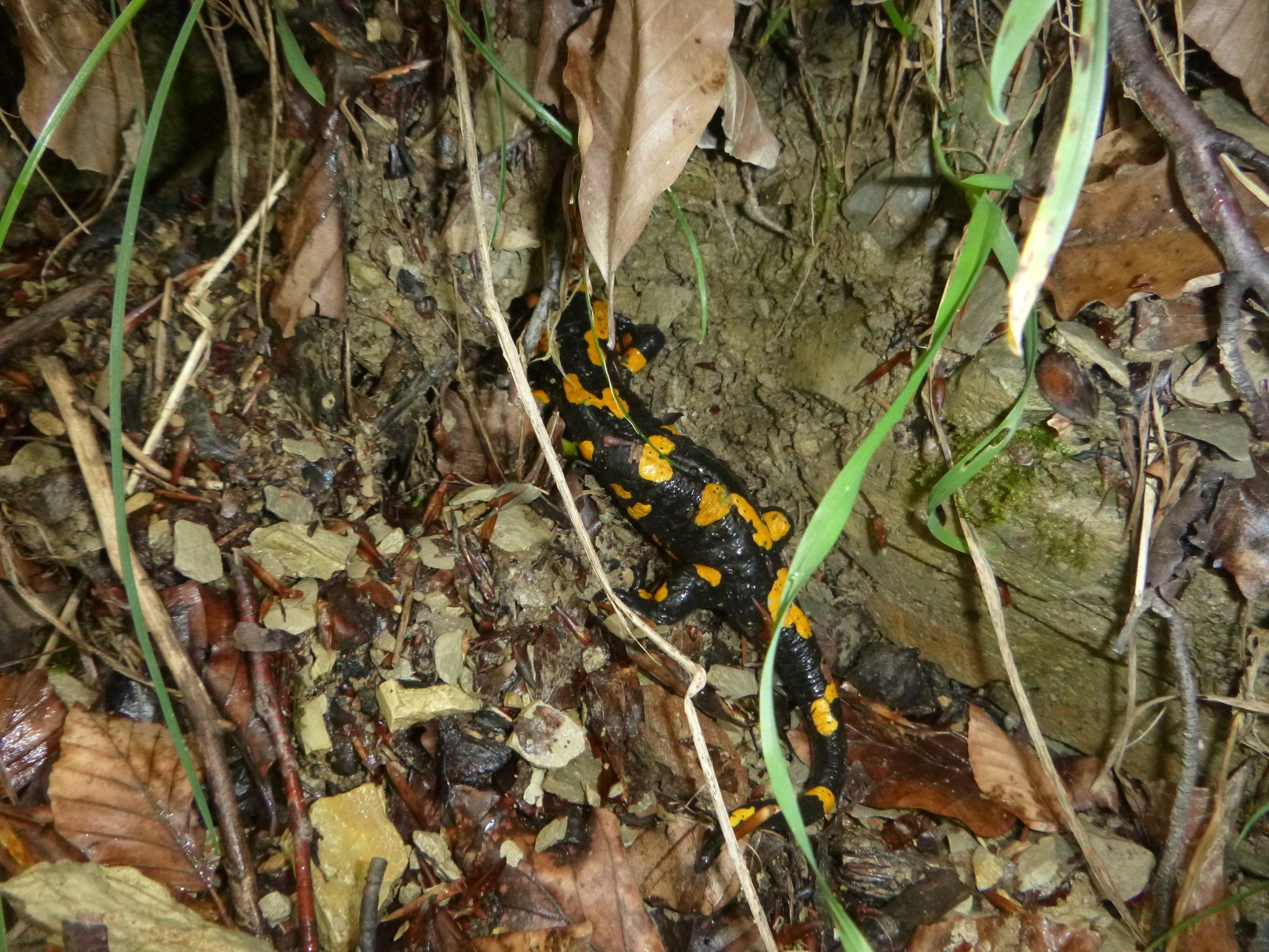 Ein europ├Ąischer Feuersalamander sitzt auf dem Boden in einem waldigen Gebiet umgeben von trockenen Bl├Ąttern, Zweigen und Pflanzen.