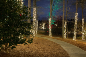 Ein nächtlicher Waldweg mit bunten Weihnachtslichtern gesäumt, mit Bäumen geschmückt und trockenes Laub auf dem Boden, unter einem sichtbaren Himmel.