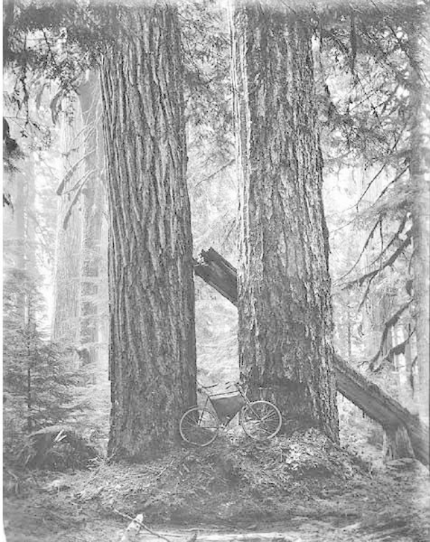 Schwarzes und weißes Foto eines Fahrrads, das auf dem Waldboden inmitten von hohen Redwood-Bäumen geparkt ist, durch deren Äste Sonnenstrahlen scheinen.
