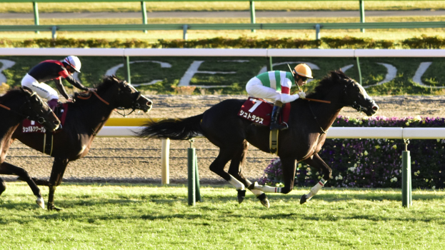 Zwei Jockeys in Helmen rasen auf Pferden über eine von Grün umgebenen Bahn, mit einem Geländer und einer Tafel im Hintergrund.