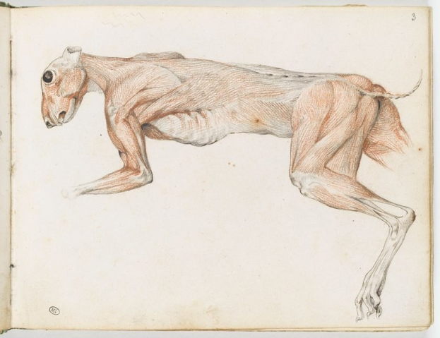 Detaillierte anatomische Zeichnung eines Windhunds auf einem offenen Buch, die seine Muskeln von Kopf bis Beinen zeigt.