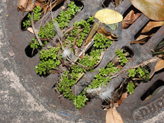 Kleine grüne Pflanzen wachsen aus einer Metallschachtoberfläche, umgeben von trockenen Blättern und Abfall auf dem Boden.