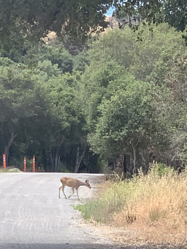 Ein Hirsch, der eine von Pfählen gesäumte Waldstraße überquert, mit hohen Bäumen und saftig grünem Gras auf beiden Seiten und dem Himmel im Hintergrund.