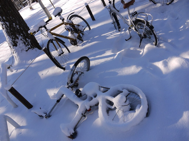 Eine Reihe von Fahrrädern, teilweise mit Schnee bedeckt, neben einem Baumstamm und der Straße aufgereiht.