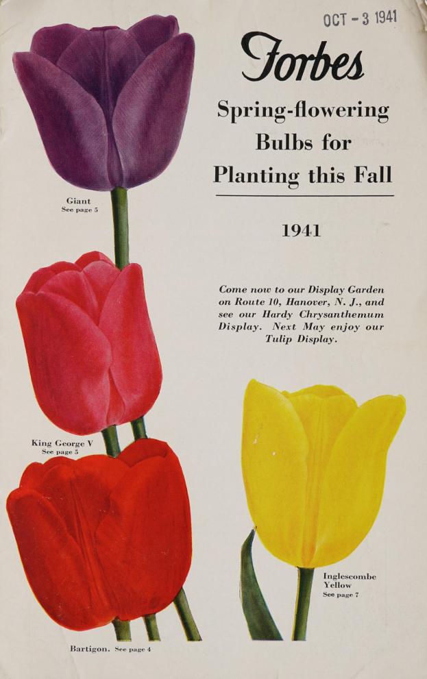 Ein Plakat aus dem Jahr 1941 mit drei roten, gelben und violetten Tulpen in symmetrischer Anordnung mit überlappenden Blütenblättern, betitelt "Forbes Frühlingsblüher für die Pflanzung im Herbst 1941" vor einem weißen Hintergrund.