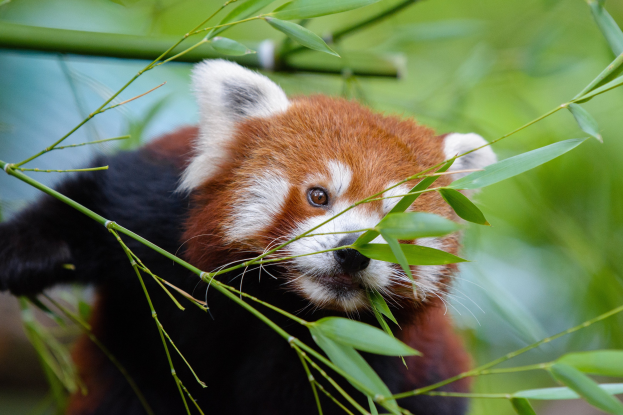 Ein rotes Panda, das Bambus in einem Zoo isst, mit saftig grünen Blättern im Hintergrund.