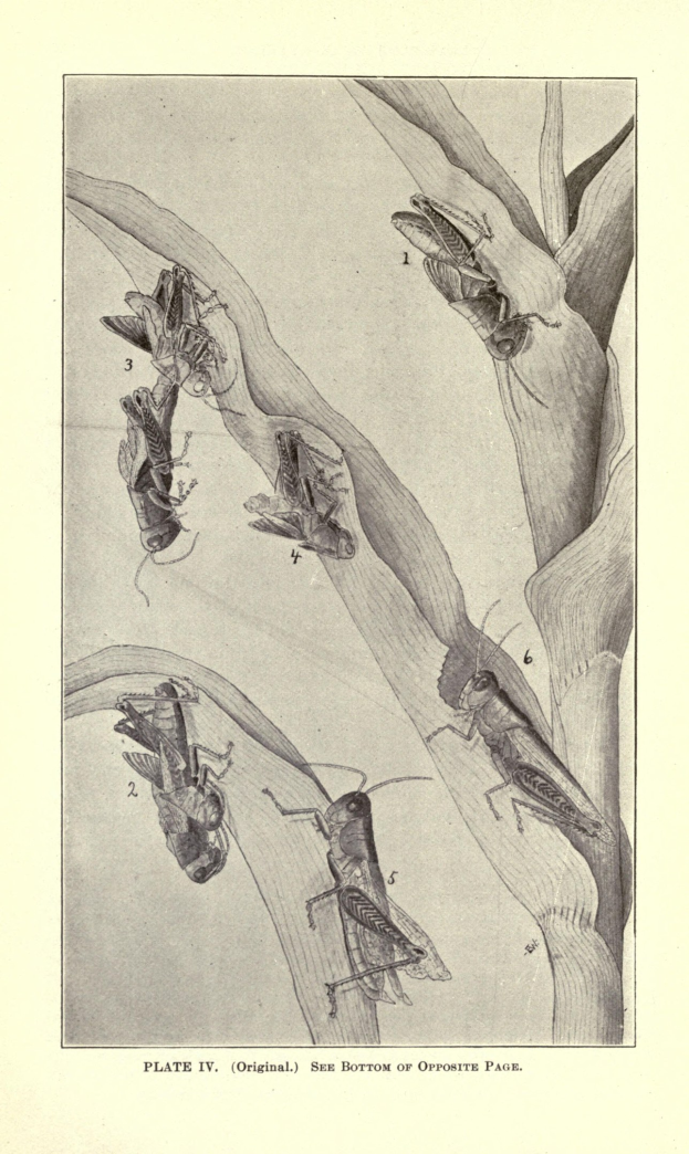 Eine Seite aus einem Buch mit einer Zeichnung einer Grille neben Bildern anderer Insekten und beschreibendem Text.