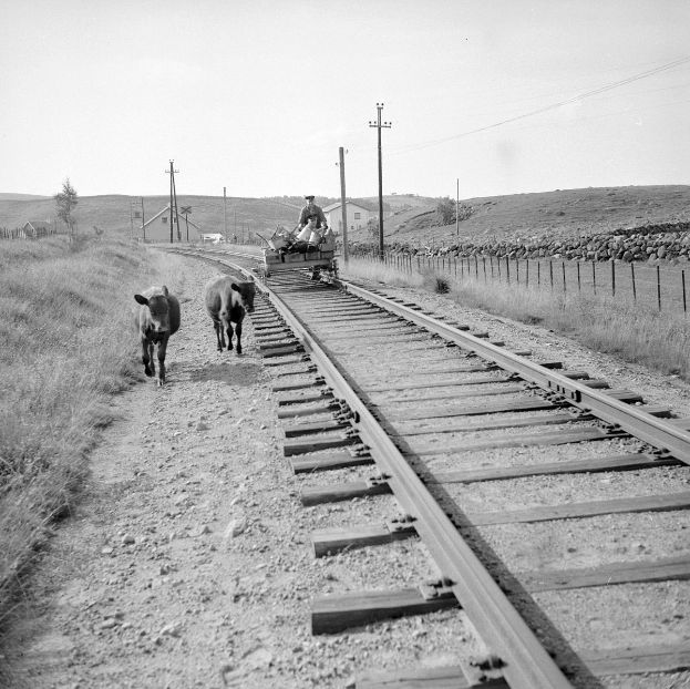 Zwei Kühe auf den Schienen mit einer Person auf einem Fahrzeug im Vordergrund, Gras und ein Zaun auf beiden Seiten und Häuser, Bäume, Pfosten und Himmel im Hintergrund.